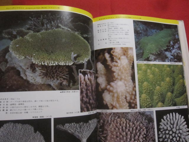 原色沖縄海中動物生態図鑑 【 改訂版 】 世界最高の海中動物図鑑 定価