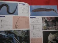 ☆原色沖縄海中動物生態図鑑     【 改訂版 】     世界最高の海中動物図鑑      定価２５，０００円           【沖縄・琉球・自然・動物・海洋生物】