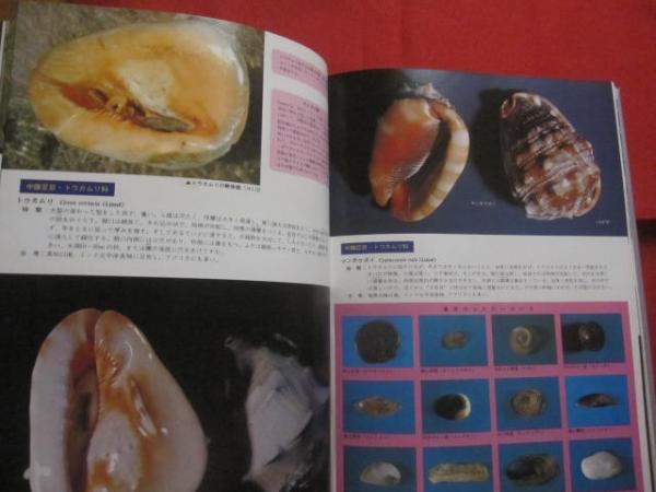 原色沖縄海中動物生態図鑑 世界最高の海中動物図鑑 定価23，000円