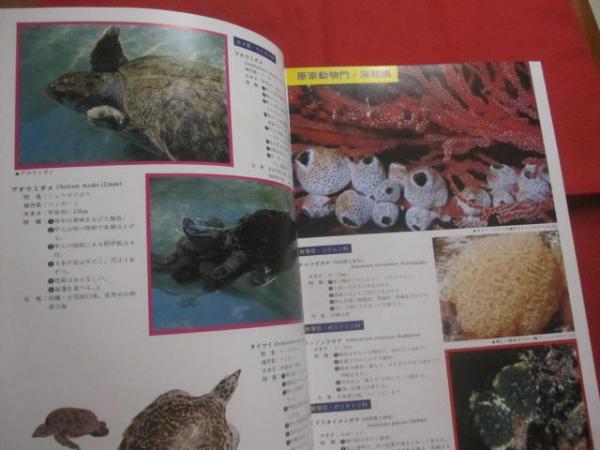 耐熱 二層 足あとぐらす (M) 原色沖縄海中動物生態図鑑 - 通販 - www