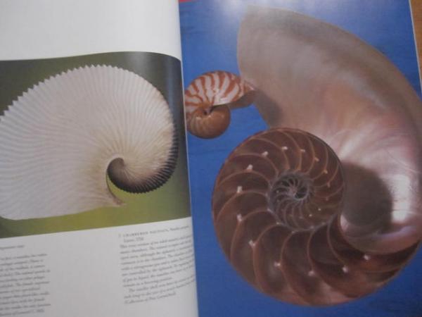 THE SHELL 貝の図鑑