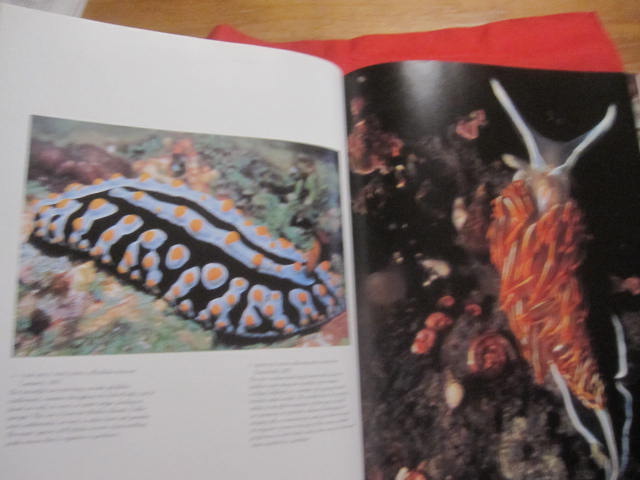 THE SHELL 貝の図鑑 THE SHELL 貝の図鑑 THE SHELL 貝の図鑑