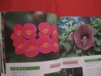 ☆花ごよみ　　　亜熱帯沖縄の花　　　Ｓｕｂ－ｔｒｏｐｉｃａｌ　Ｆｌｏｗｅｒｓ　ｉｎ　Ｏｋｉｎａｗａ　　　　　　　 【沖縄・琉球・自然・植物・園芸】