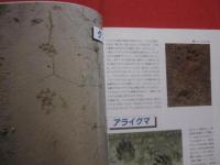 北海道 　野生動物の痕跡を読む　　  フィールド　 ・　 ウオッチングガイド 　　    エコ　 ・ 　ネットワーク 編   　　　　　　   【自然・生物】