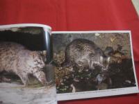 琉球の聖なる自然遺産   　　 野生の鼓動を聴く    　　山城 博明  　著　　    高文研　  発行      　　　　   【沖縄・琉球・歴史・文化・自然・生物・動物・写真集】