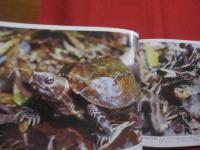 琉球の聖なる自然遺産   　　 野生の鼓動を聴く    　　山城 博明  　著　　    高文研　  発行      　　　　   【沖縄・琉球・歴史・文化・自然・生物・動物・写真集】