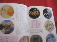 沖縄の自然        貝の世界     　  　カラー百科シリーズ　　１０      　       【沖縄・琉球・自然・海洋生物・軟体動物・図鑑】