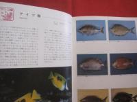 カラー百科シリーズ  　⑧   　 沖縄の自然　   〔 魚 〕 　　　       【琉球・自然・海洋生物】