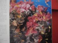 ＴＯＰ 　 ＤＩＶＥ 　 ＳＩＴＥＳ　  ｏｆ　  ｔｈｅ　  Ｉｎｄｉａｎ　  Ｏｃｅａｎ　　    洋書  　　   【ダイビング・自然・海洋生物・写真集】
