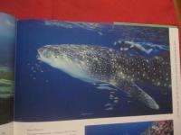 ＴＯＰ 　 ＤＩＶＥ 　 ＳＩＴＥＳ　  ｏｆ　  ｔｈｅ　  Ｉｎｄｉａｎ　  Ｏｃｅａｎ　　    洋書  　　   【ダイビング・自然・海洋生物・写真集】
