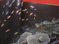 ＴＯＰ 　 ＤＩＶＥ 　 ＳＩＴＥＳ　  ｏｆ　  ｔｈｅ　  Ｉｎｄｉａｎ　  Ｏｃｅａｎ　　    洋書  　　   【ダイビング・自然・海洋生物・写真集】