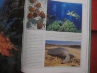 ＴＯＰ 　 ＤＩＶＥ 　 ＳＩＴＥＳ　  ｏｆ　  ｔｈｅ　  Ｉｎｄｉａｎ　  Ｏｃｅａｎ　　    洋書  　　   【ダイビング・自然・海洋生物・写真集】