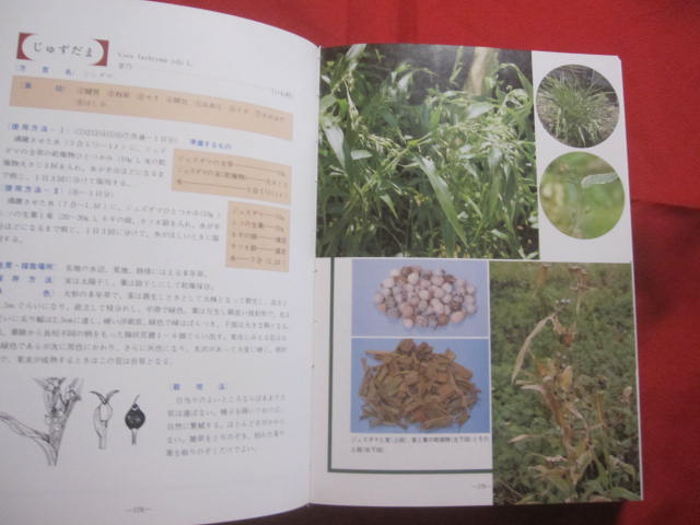 誰にでもできる薬草の利用法 おきなわの薬草百科 沖縄の薬草百科