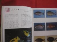 カラー百科シリーズ　  ⑧　  沖縄の自然 　 〔　 魚　 〕     　        【琉球・自然・魚類・海洋生物】