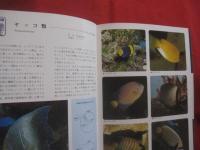 カラー百科シリーズ　  ⑧　  沖縄の自然 　 〔　 魚　 〕     　        【琉球・自然・魚類・海洋生物】