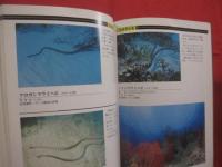 ダイビングポイントマップ  　沖縄   　 ―　 危険生物編　 ―              【沖縄・琉球・自然・海洋・アウトドア・マリンスポーツ】