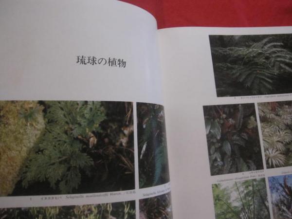 ☆琉球の植物　Ｉｓｌａｎｄｓ　ｔｈｅ　ｏｆ　Ｆｌｏｗｅｒｓ　【沖縄・琉球・自然・図鑑】-　Ｒｙｕｋｙｕ　屋久島・種子島を含む
