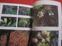 沖縄  やんばる ・ 亜熱帯の森    ― この世界の宝をこわすな   　     【沖縄・琉球・自然・生物・環境・写真本】