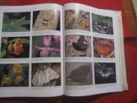 ＷＩＬＤ　  ＣＨＩＮＡ   　Ｔｅｘｔ 　ｂｙ 　ＪＯＨＮ　 ＭａｃＫＩＮＮＯＮ 　　 Ｐｈｏｔｏｇｒａｐｈｓ　 ｂｙ　 ＮＩＧＥＬ 　ＨＩＣＫＳ   　　　　   【洋書・写真本・自然・生物】