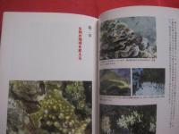 サンゴ礁は異常事態  　　― 　保全のキーワードはバランス　 ―     　　　  【沖縄・琉球・自然・生物・環境】