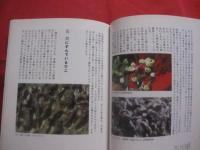 サンゴ礁は異常事態  　　― 　保全のキーワードはバランス　 ―     　　　  【沖縄・琉球・自然・生物・環境】