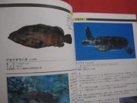 ☆ダイビングポイントマップ  　沖縄  　 　 ―　 危険生物編　 ―    　          【沖縄・琉球・自然・海洋・アウトドア・マリンスポーツ】