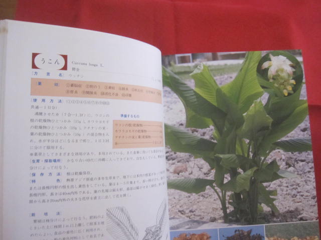 ☆誰にでもできる薬草の利用法 沖縄の薬草百科 やさしい煎じ方と飲み方