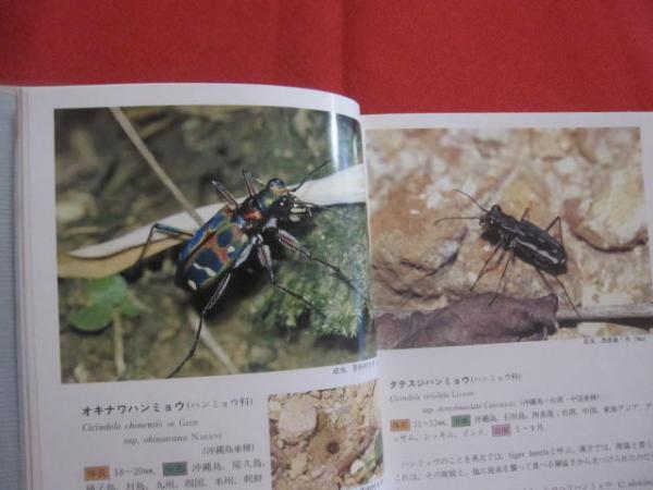 沖縄昆虫野外観察図鑑 第2巻 甲虫目 【沖縄・琉球・自然・生物