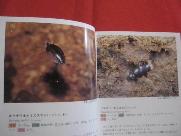 沖縄昆虫野外観察図鑑 第2巻 甲虫目 【沖縄・琉球・自然・生物