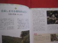 おきなわ自然さんぽ    　　　　琉球新報社 　発行     　　　　  【沖縄・琉球・生物・動物・昆虫・植物】