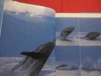 巨鯨  　　ＷＨＡＬＥＳ　 ＆ 　ＤＯＬＰＨＩＮＳ 　　   水口 博也　 著　　　　     【写真集・自然・風景・動物・海洋生物・クジラ・イルカ】