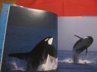 巨鯨  　　ＷＨＡＬＥＳ　 ＆ 　ＤＯＬＰＨＩＮＳ 　　   水口 博也　 著　　　　     【写真集・自然・風景・動物・海洋生物・クジラ・イルカ】