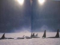 巨鯨  　　ＷＨＡＬＥＳ　 ＆ 　ＤＯＬＰＨＩＮＳ 　　   水口 博也　 著　　　　     【写真集・自然・風景・動物・海洋生物・クジラ・イルカ】