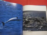 巨鯨  　　ＷＨＡＬＥＳ　 ＆ 　ＤＯＬＰＨＩＮＳ 　　   水口 博也　 著　　　　     【写真集・自然・風景・動物・海洋生物・クジラ・イルカ】