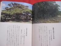 ★カラー 　 沖縄の植物　  　　  城間　朝教　　著   　　 　新星図書　　発行 　　　　       【沖縄・琉球・自然・生物】