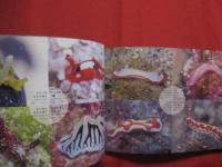 不思議ないきもの 　　 ウミウシ  　　写真　・　文  　今本 　淳  　　へんなやつ、でも、美しい。  　　日本で初めての写真集！ 　　 海の宝石  　　巻き貝の一種　　　　奄美の海から・・・    　          【写真集・自然・生物・動物・癒し】