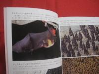 豊かな森の仲間たち　　  亜熱帯　　    吉見　 光治　 著    　　　　  【沖縄・琉球・自然・写真集・離島・八重山諸島・先島諸島・西表島】