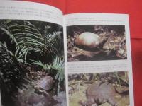 豊かな森の仲間たち　　  亜熱帯　　    吉見　 光治　 著    　　　　  【沖縄・琉球・自然・写真集・離島・八重山諸島・先島諸島・西表島】