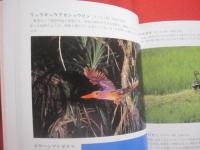 豊かな森の仲間たち　　  亜熱帯　　    吉見　 光治　 著    　　　　  【沖縄・琉球・自然・写真集・離島・八重山諸島・先島諸島・西表島】