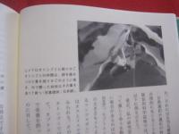 天敵なんてこわくない　　  虫たちの生き残り戦略  　　  西田隆義　 著      　　　　 【自然・生物・動物・昆虫】