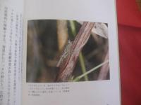 天敵なんてこわくない　　  虫たちの生き残り戦略  　　  西田隆義　 著      　　　　 【自然・生物・動物・昆虫】