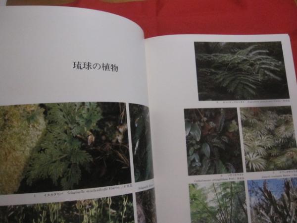 琉球の植物 Flowers of the Ryukyu