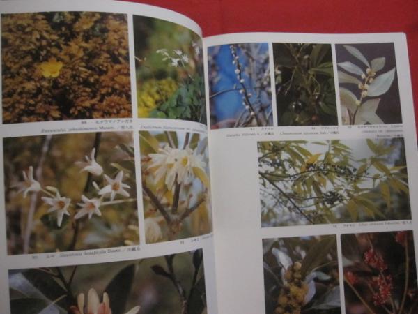 琉球の植物 Flowers of the Ryukyu