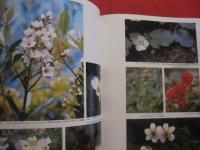 琉球の植物 　　　   Ｆｌｏｗｅｒｓ　  ｏｆ  　ｔｈｅ　  Ｒｙｕｋｙｕ 　 Ｉｓｌａｎｄｓ  　　　   《屋久島・種子島を含む》 　　 　   定価 ２２，０００円　　  　       【沖縄・琉球・自然・生物・図鑑】