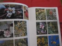 琉球の植物 　　　   Ｆｌｏｗｅｒｓ　  ｏｆ  　ｔｈｅ　  Ｒｙｕｋｙｕ 　 Ｉｓｌａｎｄｓ  　　　   《屋久島・種子島を含む》 　　 　   定価 ２２，０００円　　  　       【沖縄・琉球・自然・生物・図鑑】