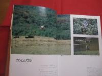 写真集  沖縄の野鳥    琉球新報社 編    池原 貞雄 監修         【沖縄・琉球・自然・生物・動物・鳥類】