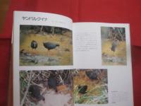 写真集  沖縄の野鳥    琉球新報社 編    池原 貞雄 監修         【沖縄・琉球・自然・生物・動物・鳥類】