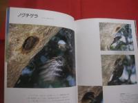 写真集  沖縄の野鳥    琉球新報社 編    池原 貞雄 監修         【沖縄・琉球・自然・生物・動物・鳥類】