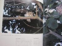 写真集  沖縄の野鳥    琉球新報社 編    池原 貞雄 監修         【沖縄・琉球・自然・生物・動物・鳥類】