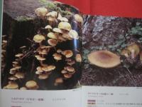北海道のキノコ  　　    ＦＵＮＧＩ  　 ＯＦ   　ＨＯＫＫＡＩＤＯ   　　   五十嵐  恒夫　  著　　      ひと目でわかる その特徴と見分け方   　　　　   【自然・菌類】